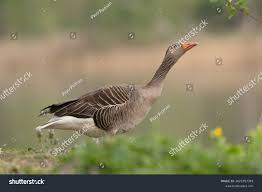 Attēlu rezultāti vaicājumam “Anser anser adult”