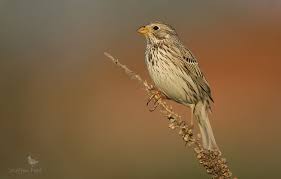 Image result for Emberiza calandra