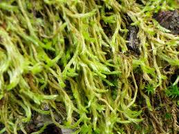 Attēlu rezultāti vaicājumam “Brachythecium albicans”