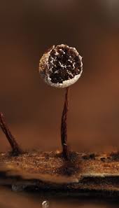 Attēlu rezultāti vaicājumam “Physarum bryocorticola macro”