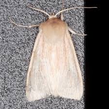 Attēlu rezultāti vaicājumam “Mythimna flammea”