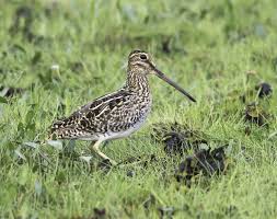 Attēlu rezultāti vaicājumam “Gallinago gallinago eggs”