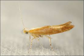 Attēlu rezultāti vaicājumam “Argyresthia albistria”