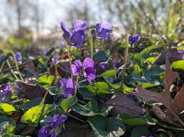 Attēlu rezultāti vaicājumam “Viola sororia”