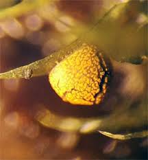 Attēlu rezultāti vaicājumam “Physarum nitens”