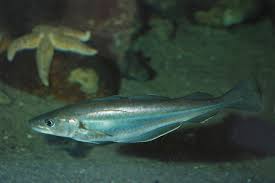 Image result for Merlangius merlangus