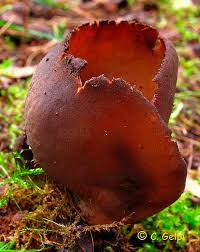 Attēlu rezultāti vaicājumam “Otidea bufonia”