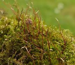 Attēlu rezultāti vaicājumam “Amblystegium serpens macro”