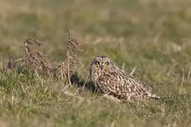 Attēlu rezultāti vaicājumam “Asio flammeus adult”