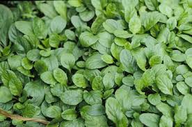 Attēlu rezultāti vaicājumam “Ajuga reptans leaf”