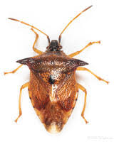 Attēlu rezultāti vaicājumam “Elasmucha ferrugata”