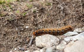 Attēlu rezultāti vaicājumam “Lasiocampa quercus larva”