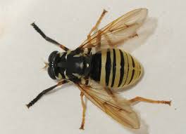 Attēlu rezultāti vaicājumam “Temnostoma vespiforme”