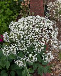Attēlu rezultāti vaicājumam “Laserpitium latifolium flower”