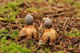 Attēlu rezultāti vaicājumam “Geastrum quadrifidum”