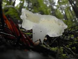 Attēlu rezultāti vaicājumam “Pseudohydnum gelatinosum”