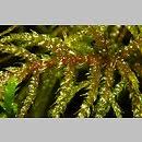 Attēlu rezultāti vaicājumam “Hylocomiastrum umbratum”