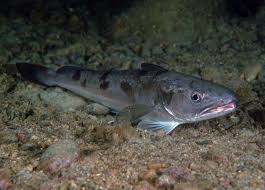 Image result for Merluccius merluccius