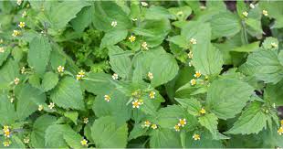Attēlu rezultāti vaicājumam “Galinsoga quadriradiata leaf”