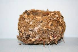 Attēlu rezultāti vaicājumam “Fringilla coelebs nest”