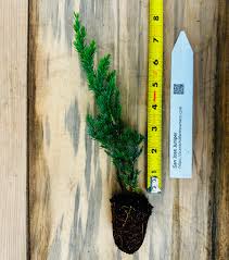Attēlu rezultāti vaicājumam “Juniperus chinensis”
