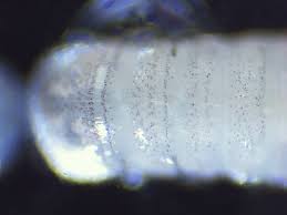 Attēlu rezultāti vaicājumam “Colloderma sp.”