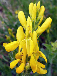Image result for Genista tinctoria