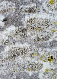 Attēlu rezultāti vaicājumam “Hypotrachyna sp.”