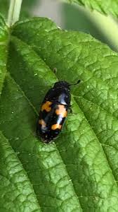 Attēlu rezultāti vaicājumam “Glischrochilus quadripunctatus”