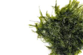 Attēlu rezultāti vaicājumam “Fissidens arnoldii sporophyte”