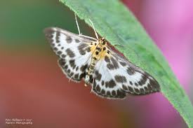 Attēlu rezultāti vaicājumam “Anania hortulata”