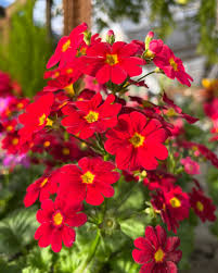 Image result for Primula malacoides