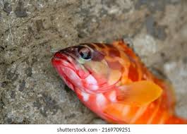 Image result for Sebastes fasciatus