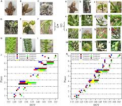 Attēlu rezultāti vaicājumam “Juglans mandshurica male flower”