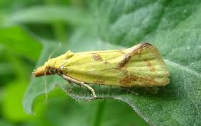 Attēlu rezultāti vaicājumam “Agapeta hamana”