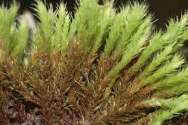 Attēlu rezultāti vaicājumam “Philonotis”