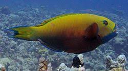 Image result for Chlorurus gibbus