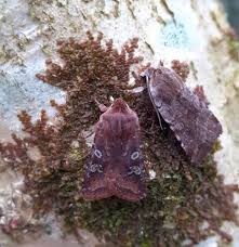 Attēlu rezultāti vaicājumam “Cerastis leucographa”