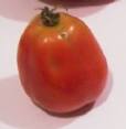 How to freeze tomatoes from your garden - easy and illustrated!