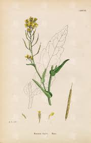 Attēlu rezultāti vaicājumam “Brassica napus”