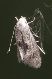 Attēlu rezultāti vaicājumam “Elachista maculicerusella”