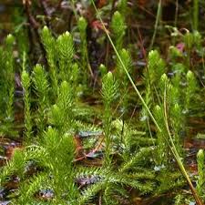 Attēlu rezultāti vaicājumam “Lycopodiella inundata”