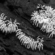 Attēlu rezultāti vaicājumam “Ceratiomyxa fruticulosa young”