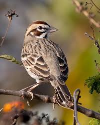 Image result for Chondestes grammacus