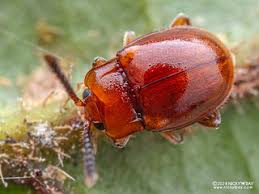 Attēlu rezultāti vaicājumam “Endomychidae”