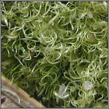 Attēlu rezultāti vaicājumam “Campylopus pyriformis”