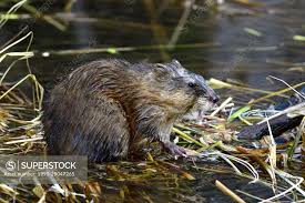 Attēlu rezultāti vaicājumam “Ondatra zibethicus”