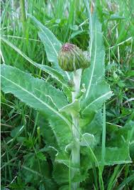 Attēlu rezultāti vaicājumam “Cirsium heterophyllum leaf”