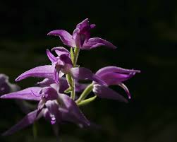 Attēlu rezultāti vaicājumam “Cephalanthera rubra leaf”