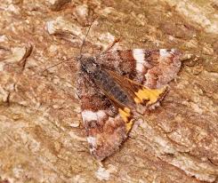 Attēlu rezultāti vaicājumam “Archiearis parthenias”